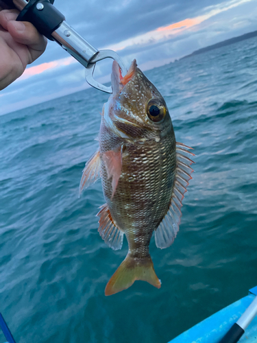 クチナジの釣果