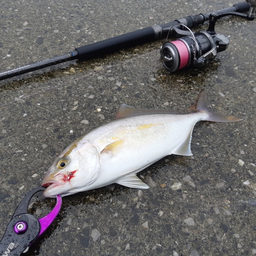 ショゴの釣果