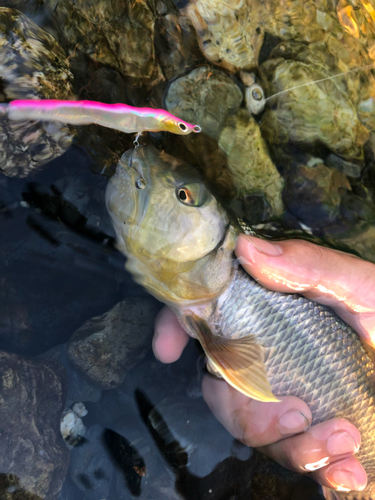 ハスの釣果