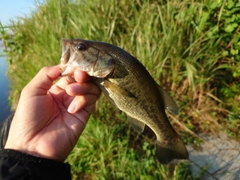 ラージマウスバスの釣果