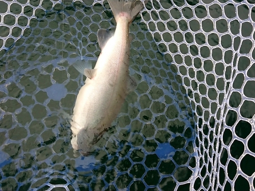 ヒメマスの釣果