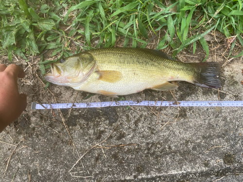 ブラックバスの釣果