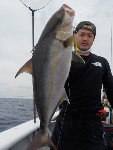 カンパチの釣果