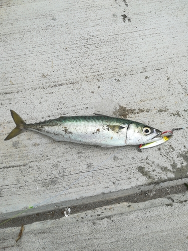 サバの釣果