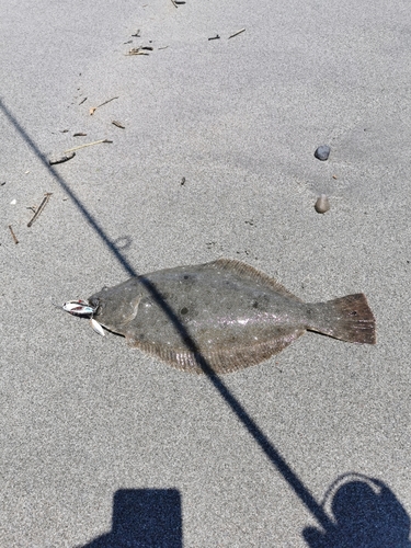 ヒラメの釣果