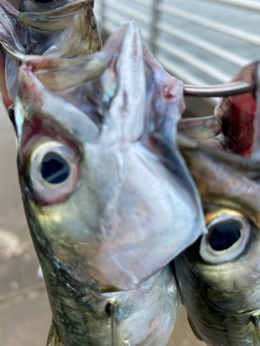 サバの釣果