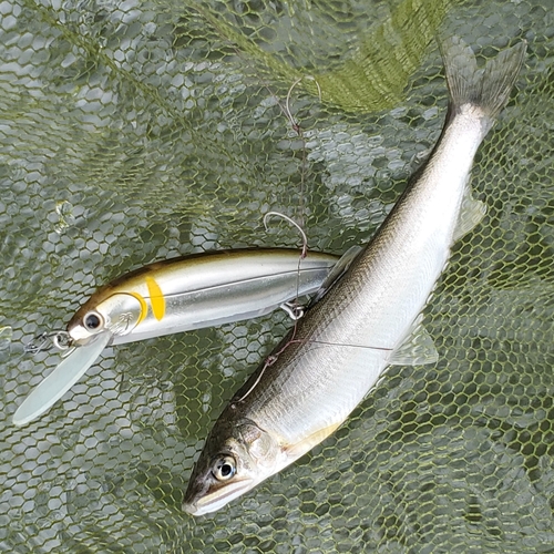 アユの釣果