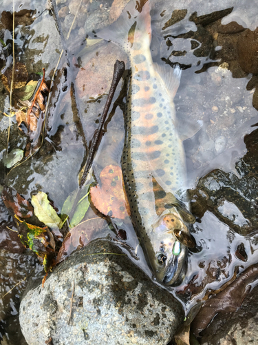 ヤマメの釣果