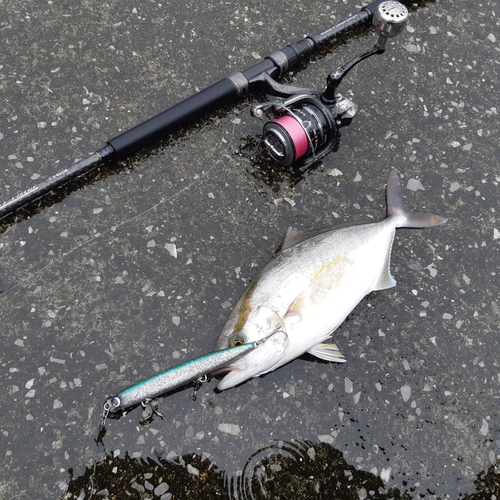 ショゴの釣果