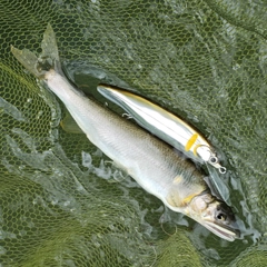 アユの釣果