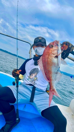 マダイの釣果