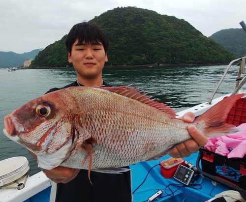 マダイの釣果