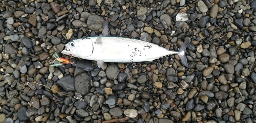 ソウダガツオの釣果