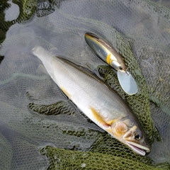 アユの釣果