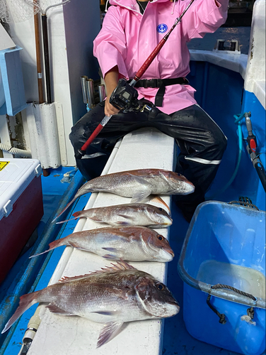 マダイの釣果