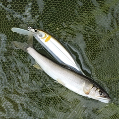 アユの釣果