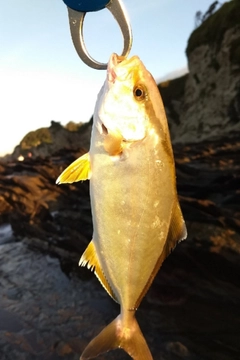 ショゴの釣果