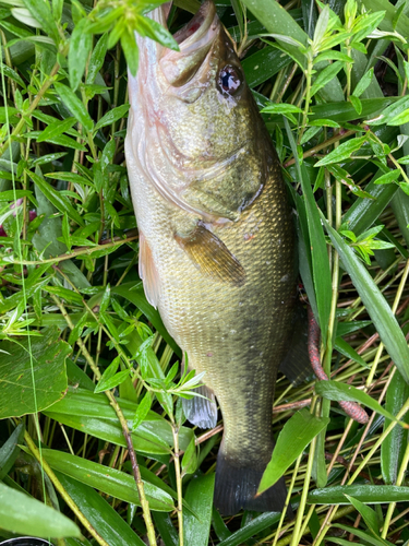 ブラックバスの釣果