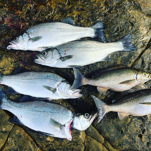 ヒラスズキの釣果