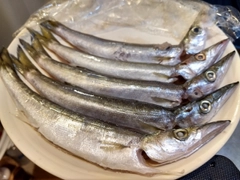 カマスの釣果