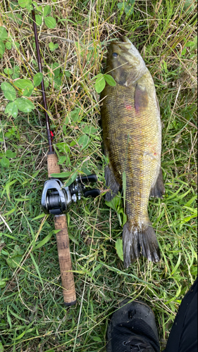 スモールマウスバスの釣果