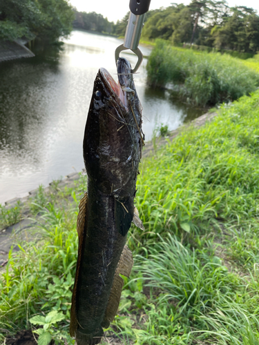 ライギョの釣果