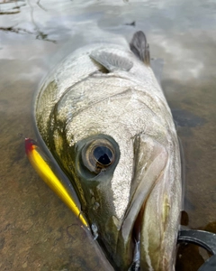 ヒラスズキの釣果