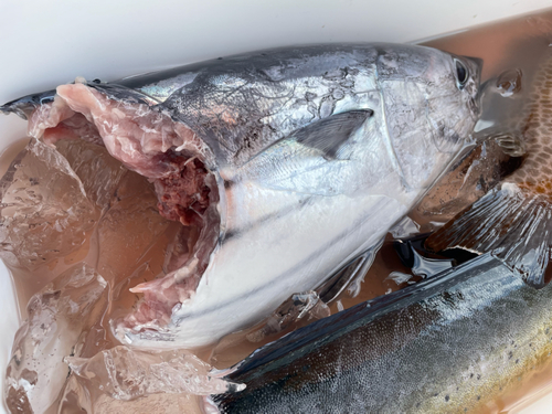 カツオの釣果