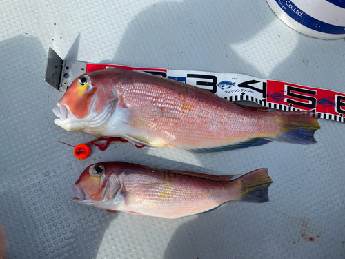 アマダイの釣果