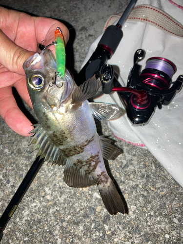 シロメバルの釣果