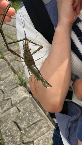 テナガエビの釣果