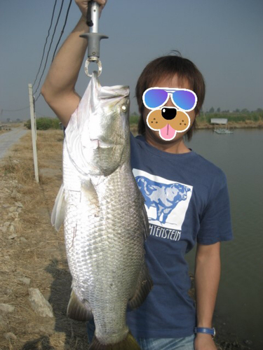 バラマンディの釣果