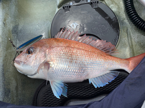 マダイの釣果