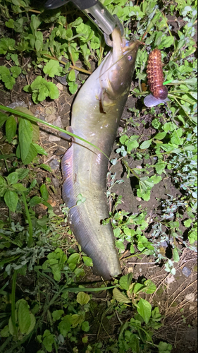 マナマズの釣果