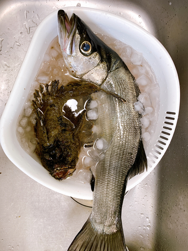 オニオコゼの釣果