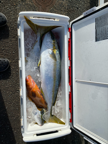 ヒラマサの釣果