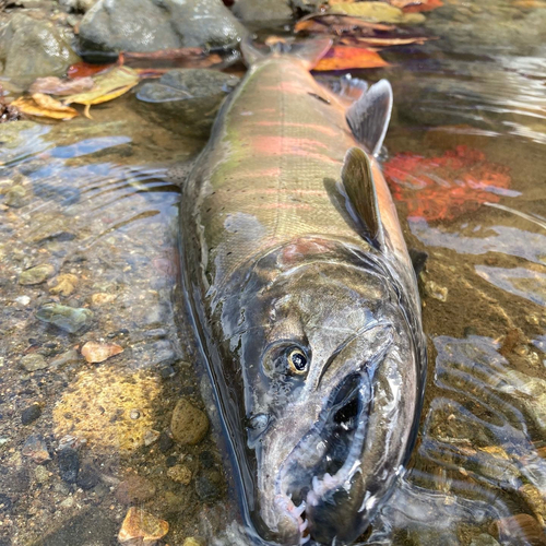 アマゴの釣果