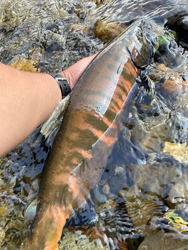 ヤマメの釣果