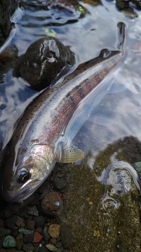 ヤマメの釣果