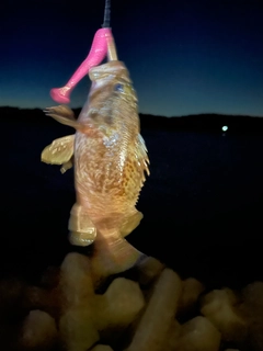 ムラソイの釣果