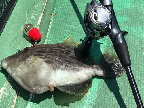 カワハギの釣果