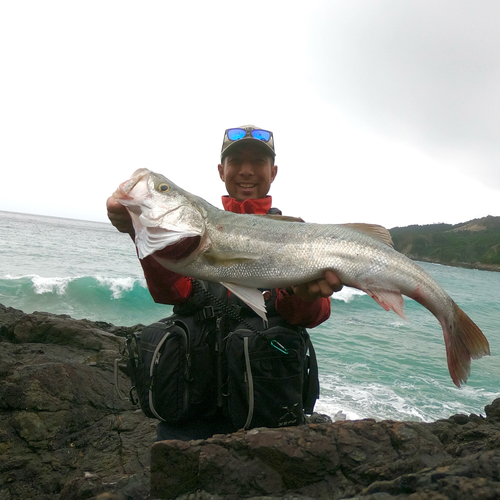 スズキの釣果