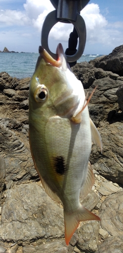 イッテンフエダイの釣果