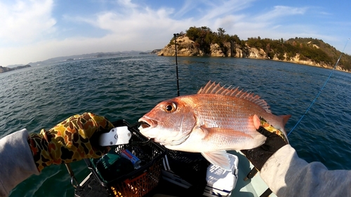 マダイの釣果