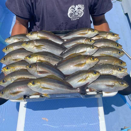 イサキの釣果