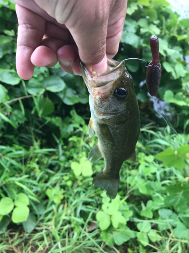 ブラックバスの釣果