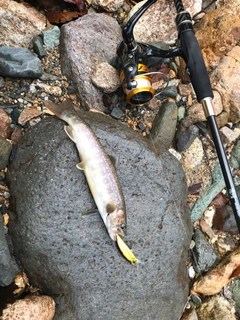 イワナの釣果