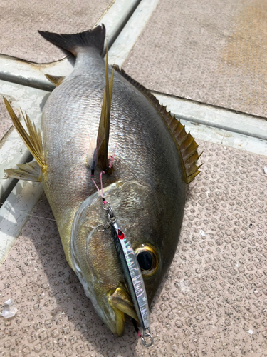 イサキの釣果