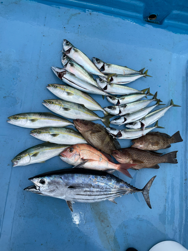 カツオの釣果