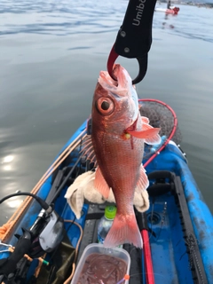 アカムツの釣果